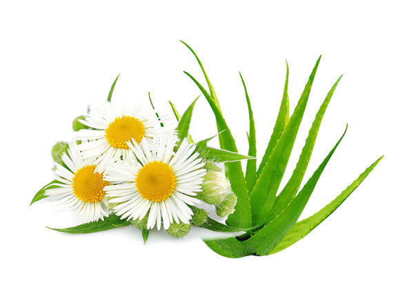 ALOEVERA  & CHAMOMILE