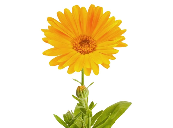 CALENDULA