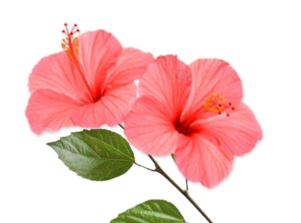 HIBISCUS