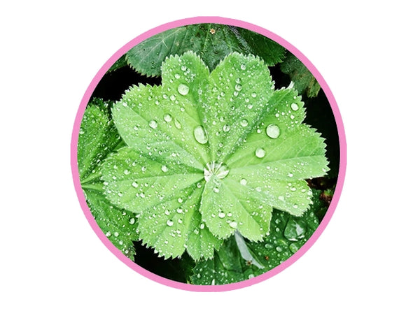 ALCHEMILLA VULGARIS