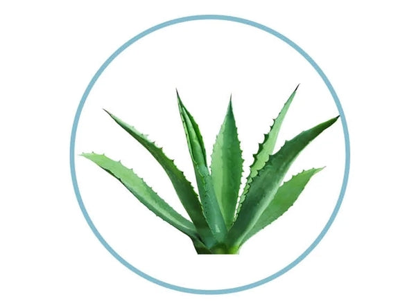 ENRICHED WITH ALOE